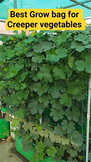 Best Grow bag for Creeper vegetables #gharparkheti #gardening #terracegardenindia #growbaggardening
