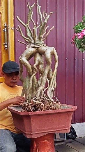 cara tanam adenium long roots jumbo #bonsai #adenium #shorts