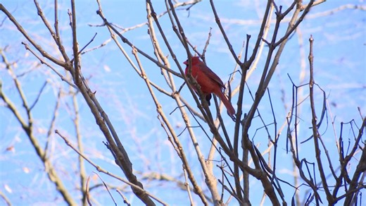 Spring birds migrating back to the Midwest