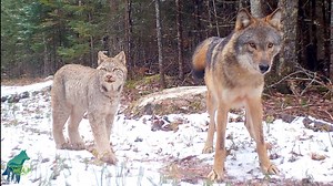 2.7M views · 33K reactions | The kind of forest happenings you just...