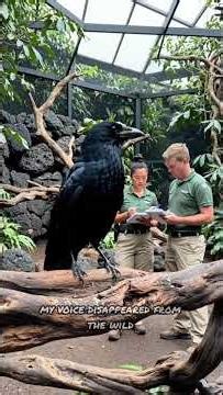 This Bird’s Voice Disappeared… and the Forest Changed Forever 🖤🌿#WildlifeCrisis #SaveAlala