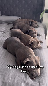 21K views · 1.1K reactions | Got a bed hog in the family? We know...