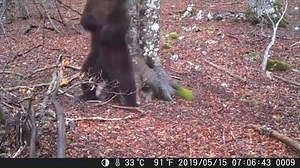 Watch Ctronics WiFi Trail Camera on Amazon Live