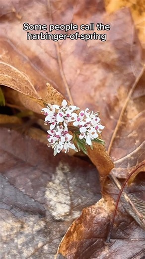 2.8K views · 24 reactions | Have you seen harbinger-of-spring? | Carnegie Museum of Natural History | Facebook