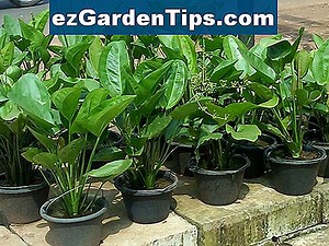 Cara Merawat Pohon Royal Poinciana 🌱 Tips Tukang Kebun - Id.ezGardenTips.com