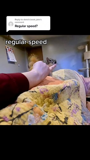 Charle's the Fox Squirrel Playtime in Real Time vs Slow Motion