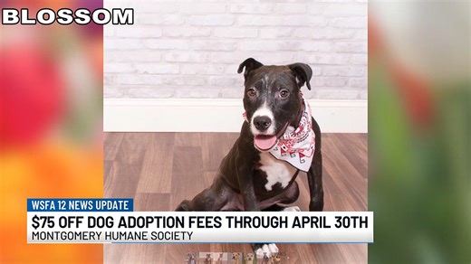 50K views · 275 reactions | The Montgomery Humane Society Adoptable Pets is still overcrowded with dogs! Now through April 30, dog adoptions are $75 off! There's never been a better time to adopt! See some of MHS's adoptable dogs below and consider bringing a new furry friend into your family! ❤️ | WSFA-TV | Facebook