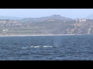 Blue Whale leaps out of the water, Dana Point Ca. must see only 20 seconds
