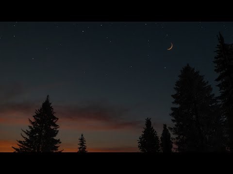 Deep Night Twilight Forest Sounds – Chirping Crickets ASMR Ambience for Sleep 🦗