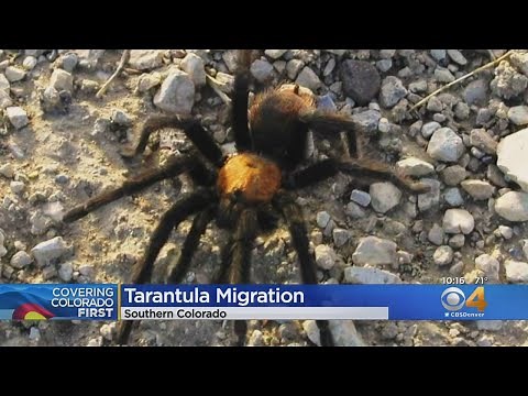 Tarantula Migration Underway In Southern Colorado