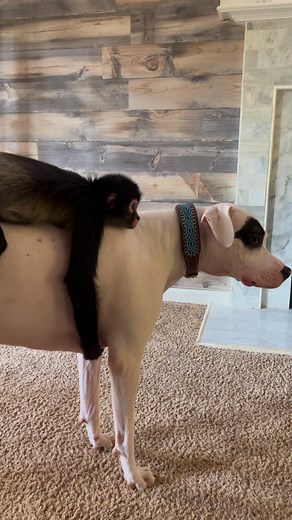 601K views · 10K reactions | Keke is runway ready . #catwalk #funny #silly #doglover #animallover #fyp | Keke Spidermonkey | Facebook