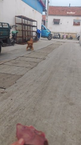 Bow-Legged Golden Retriever Excitedly Walks Towards Owner Holding a Steak