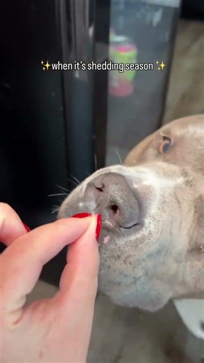 Dog glitter everywhere 🫣 at least he has short hair, can’t imagine how fluffy dogs’ owners are
