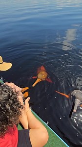 Boto cor-de-rosa | Vambora Amazônia - Visit the Amazon Rainforest