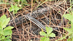 Watch Northern Pine Snake on PBS Wisconsin