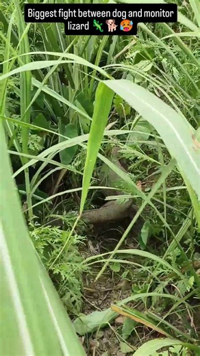 Big fight scene bw dog and monitor lizard 🦎🐕#fight #scene #monitorlizard #dog #animalfight #fights