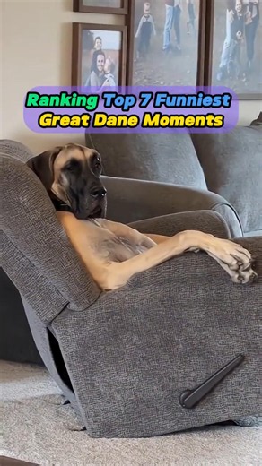 Ranking Top 7 Funniest Great Dane Moments 😂 #funny#dog#funnydogs#funnyvideos#foryou#dogsofyoutube