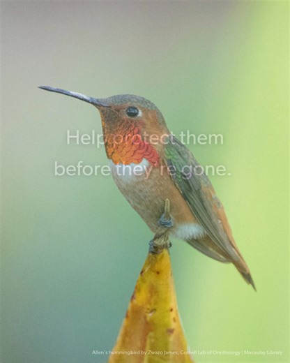 15K views · 103 reactions | American Bird Conservancy on Reels | Facebook