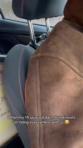 Dachshund's Hilarious Car Ride Antics