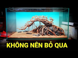 Tuyệt phẩm bonsai, hướng dẫn setup hồ thuỷ sinh - Quoidecor