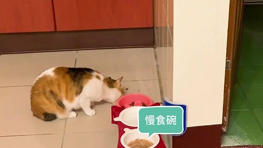 慢食碗這樣吃真的超慢食呢 #fyp #fypシ #neko #cute #calico