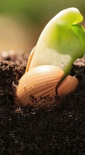 Seed germination asmr video