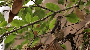 Hummingbirds(Trochilidae) or Colibri are tiny and very beautiful birds that live in North and South America and feed on nectar.