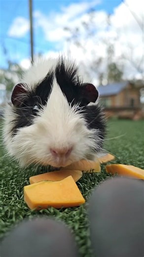 Adorable Slow-Mo Guinea Pigs Compilation