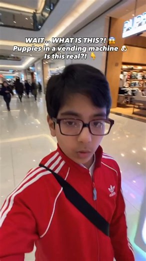 I stopped to buy a snack… 😳 and found PUPPIES inside a vending machine 🐶💔 This shocked me. #Puppies #Animals #Unbelievable #Viral #Reels #trendingreels #instamood #cuteanimals #aradcheema | Arad Cheema