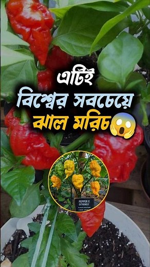 The World's Hottest Pepper 🌶️ |#PepperX #WorldsHottestPepper #Chili #Spicy #FoodFacts