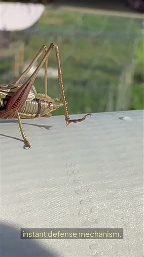 Did You Know There’s a Beetle That Shoots Boiling Chemicals?
