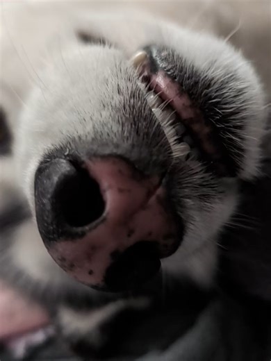 Hilarious Husky Moments That Will Brighten Your Day