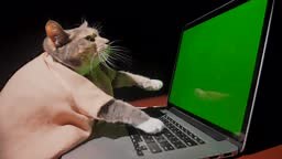 This real time, side view video shows a cute clothed cat typing on a...