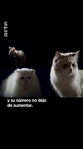 2.3K views · 119 reactions | Han conquistado internet, nuestros 勺 y conquistarán el mundo...  Solo es cuestión de tiempo. #Documental ▶️ https://shorturl.at/eIKX3 | Arte | Facebook