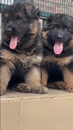 These Beautiful Massive German Shepherd Puppies Will Melt Your Heart! 🐶❤️ #dog