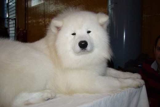 Características principales del perro doméstico