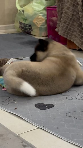 🇺🇦 Kennel Moyamriya, American Akita, male 🩵 📩📩📩 | Olena Kovalchuk