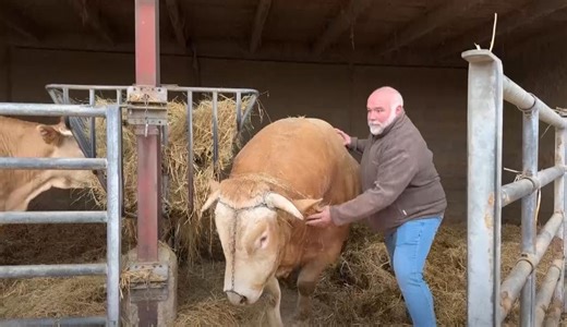 Salon de l’Agriculture : les bovins absents de l’édition 2026