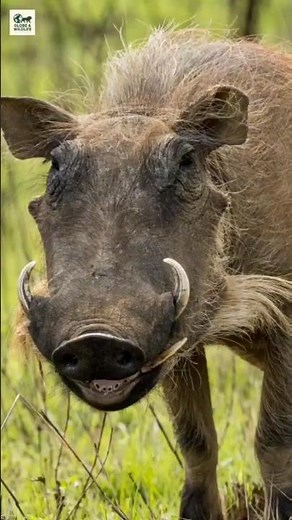 Meet the Warthog 🐗 | Africa’s Tough Survivor #shots