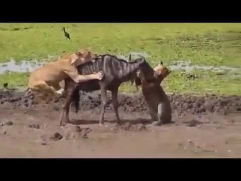 | 野生動物巨大アナコンダ対ライオン対虎対Python - 野生動物攻撃＃27