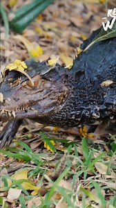 43K views · 1.1K reactions | The Amazon rainforest is home to half the world's species, with countless more waiting to be found. From anacondas to sloths, it produces 20% of Earth's oxygen. Deforestation threatens this vital ecosystem; will it vanish in 50 years? #AmazonRainforest #Biodiversity #Deforestation #Wildlife #Ecosystem #SaveTheAmazon From: Wild Ones 3 Series 01 Episode 01 | Real Wild | Facebook