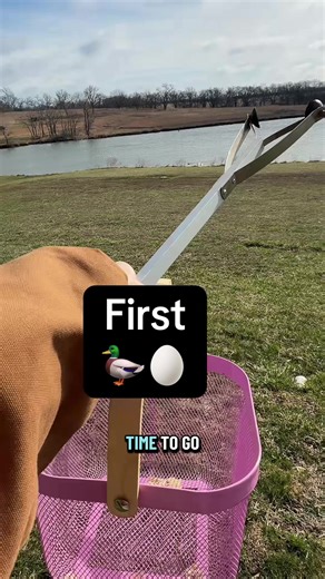 Duck Egg Discovery for Baking Adventures