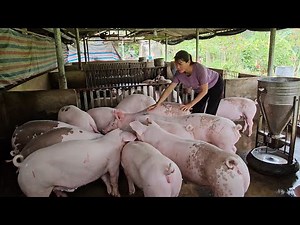 How to choose breeding sows, choose sows that give birth to many piglets ( Ep 366 )