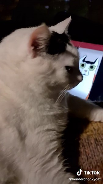 Ben Chonky Cat - Funny Cats Compilation