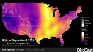 Birds are migrating over Michigan. How to track them this fall