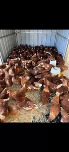 3.1K views · 13 reactions | ISA BROWN CHICKEN �Prolific egg...