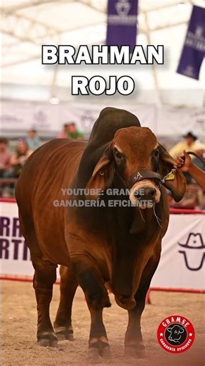 Toro brahman rojo: la mejor raza para el trópico #ganaderia #finca #cebu #brahman