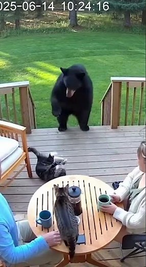 They didn't hesitate... Cats vs. Bear 🐻🚫
