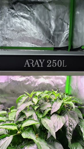 2x4 Grow Tent Light - Game Changer.