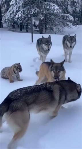 Wolf Pack Adopts Baby Tiger in Snow-Filled Forest #wolfpack #babytiger #wildlife